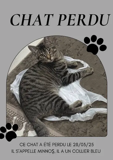 chat lost   76300 Sotteville-lès-Rouen Minnoş
