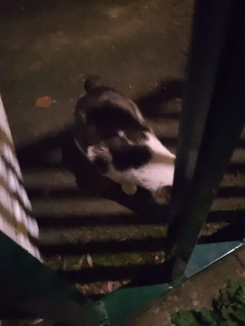 chat lost   76150 Maromme Mistigris