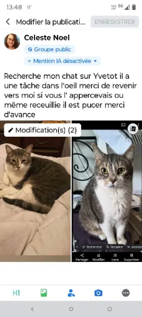 chat lost   76190 Yvetot Mistygris