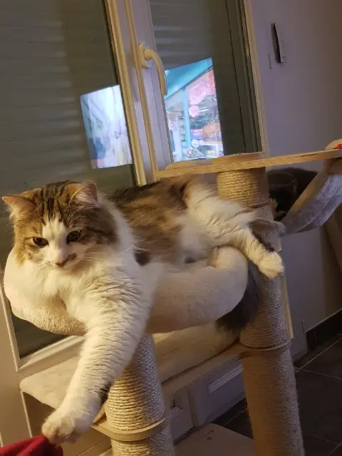 chat lost   76400 Froberville MIZOU