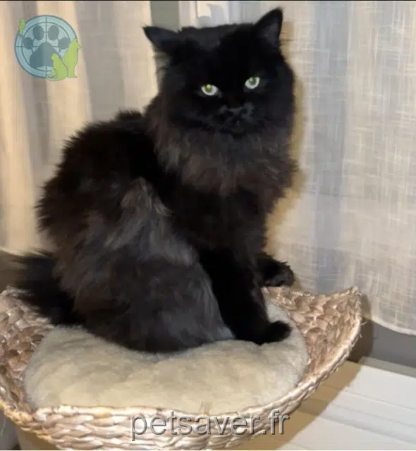 chat lost   76300 Sotteville-lès-Rouen Moka