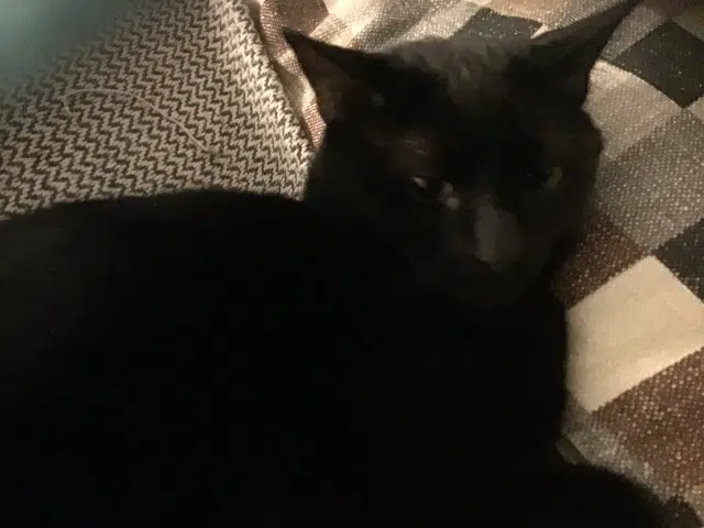 chat lost   76470 Le Tréport Mookke