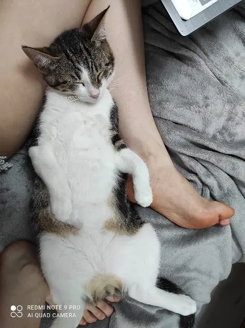 chat lost   76850 Étaimpuis Morphée