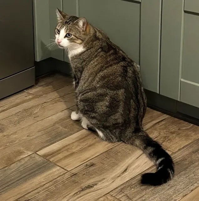 chat lost   76810 Luneray Moustache