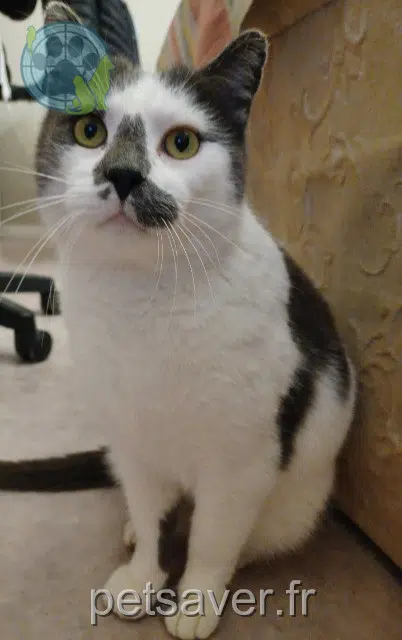 chat lost   76550 Offranville Mozart