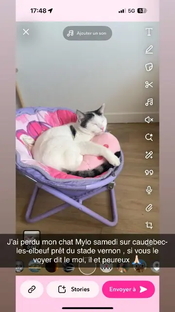chat lost   76320 Caudebec-lès-Elbeuf Mylo