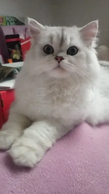 chat lost   76700 Gonfreville-l'Orcher Noblesses