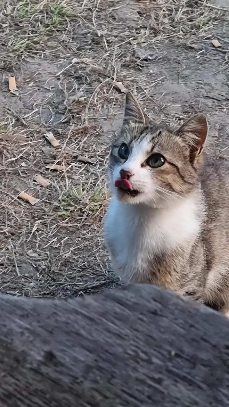 Chat Perdu 76 Seine-Maritime - Noisette