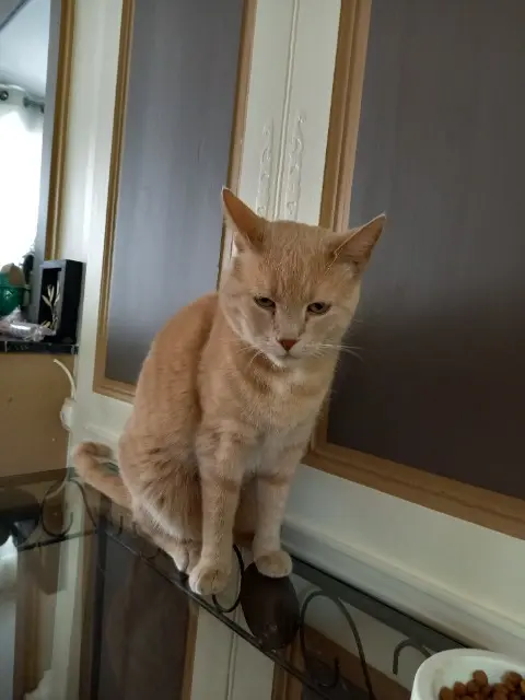 chat lost   76490 Anquetierville Nougat