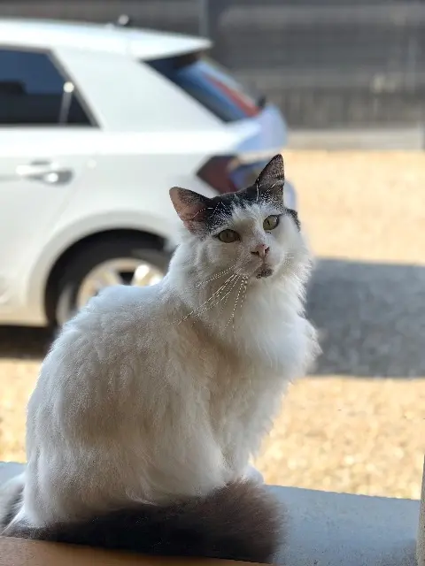 cat lost   76730 Bacqueville-en-Caux Nounours