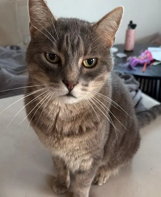 chat lost   76520 La Neuville-Chant-d'Oisel Olaf