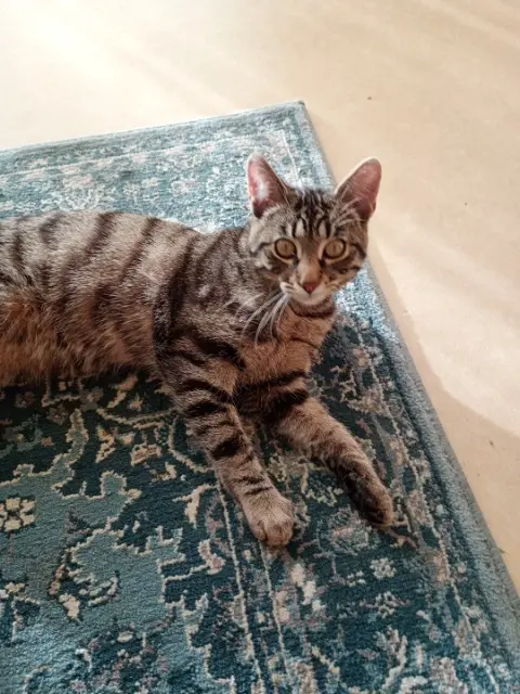 chat lost   76130 Mont-Saint-Aignan Ornn ( ou mimi)