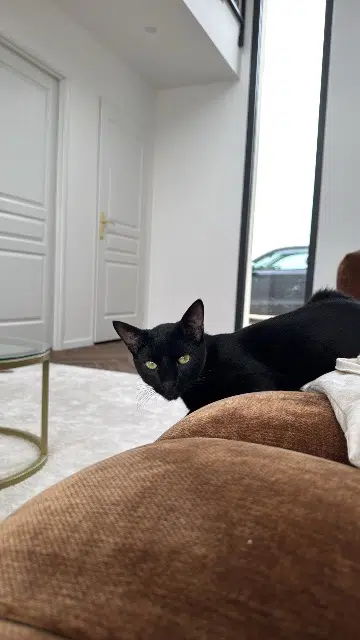 chat lost   76690 Saint-André-sur-Cailly Oscar