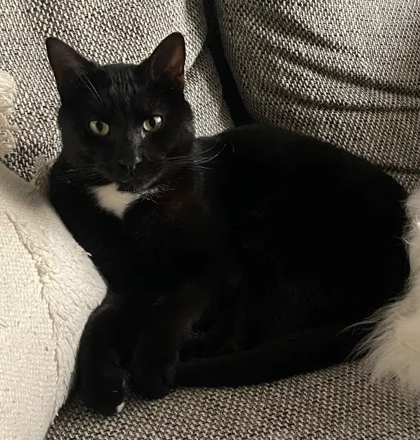 chat lost   76120 Le Grand-Quevilly Osiris