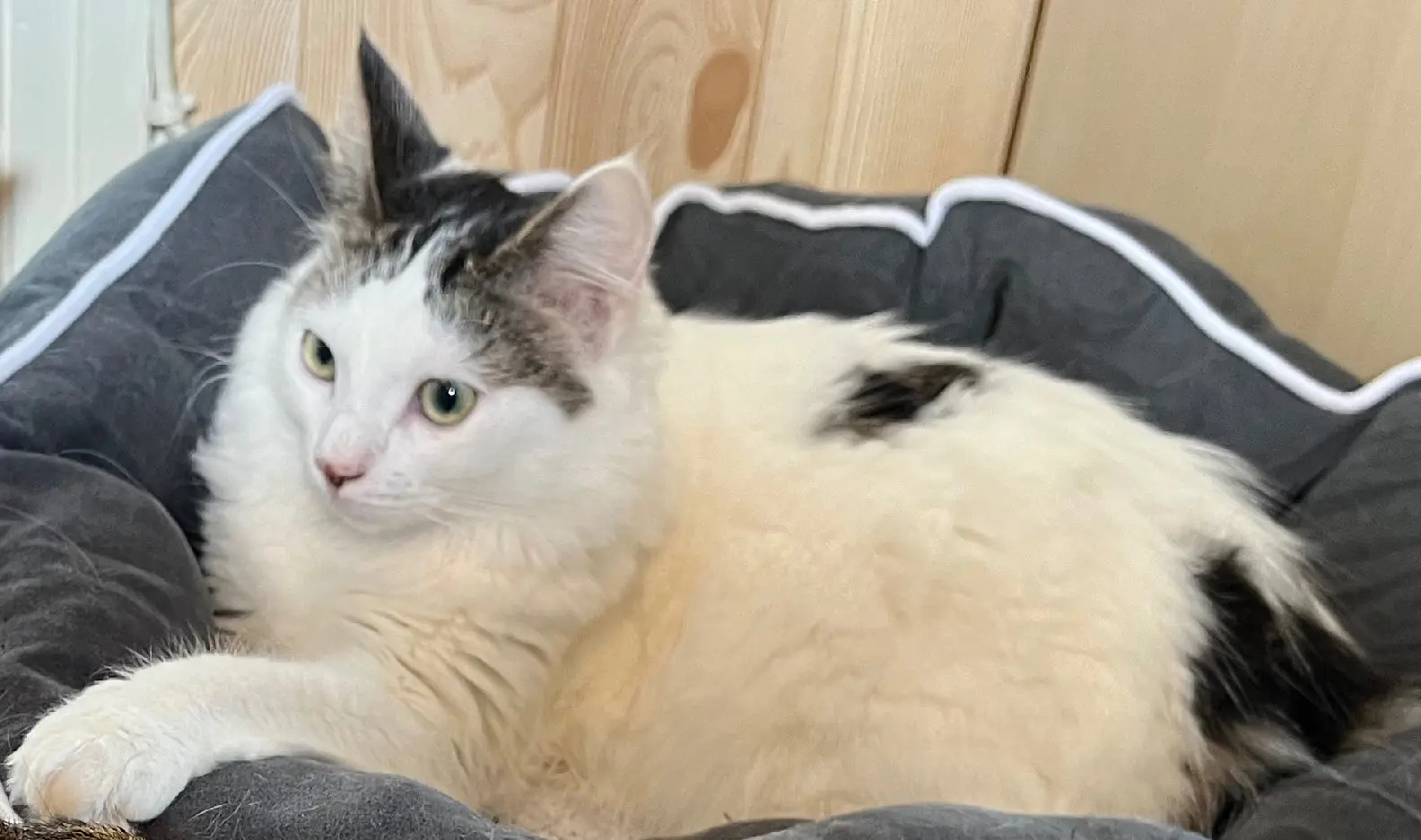 Chat Perdu 76 Seine-Maritime - Papillon-🦋 Chat Perdu 76 Seine-Maritime - Papillon-🦋