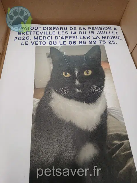 chat lost 76110 Goderville Patou