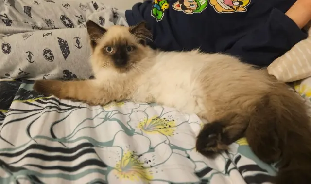 chat lost   76630 Petit-Caux Milky