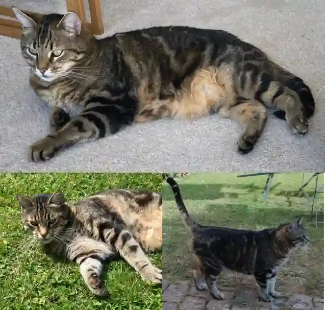 Chat Perdu 76 Seine-Maritime Petit-Caux - Mori Chat Perdu 76 Seine-Maritime Petit-Caux - Mori