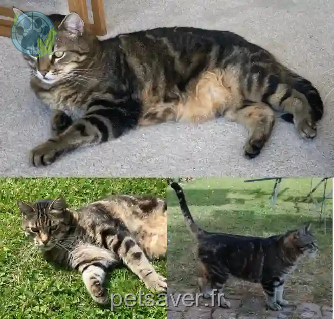 Chat Perdu 76 Seine-Maritime Petit-Caux - Mori Chat Perdu 76 Seine-Maritime Petit-Caux - Mori