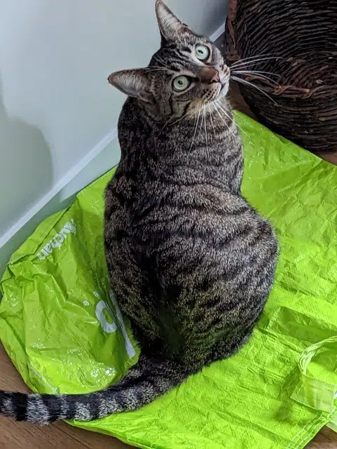 chat lost   76860 Quiberville-sur-Mer Pilou