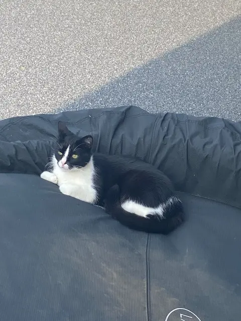 chat lost   76700 Gainneville Pocus