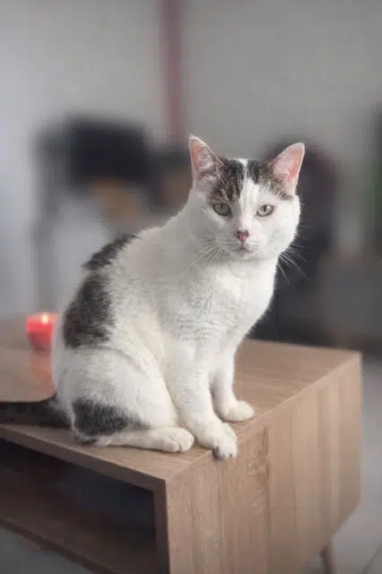 chat lost   76760 Yerville Pookie