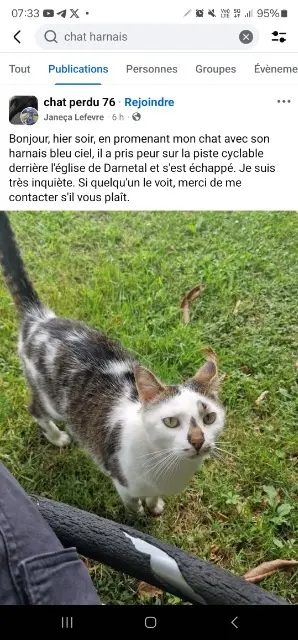 chat lost   76160 Darnétal Radjah
