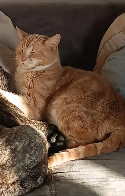 chat lost   76111 Vattetot-sur-Mer Rafiki