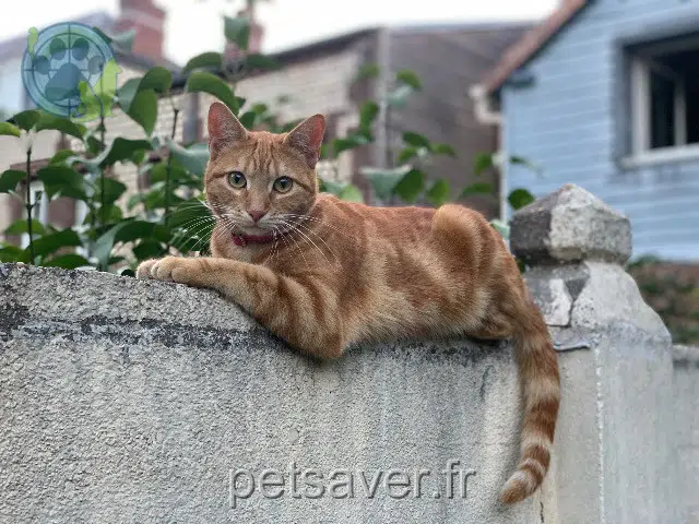 chat perdu 76300 Sotteville-lès-Rouen Raoul chat lost 76300 Sotteville-lès-Rouen Raoul