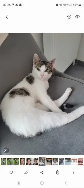 chat lost   76710 Montville Rapido