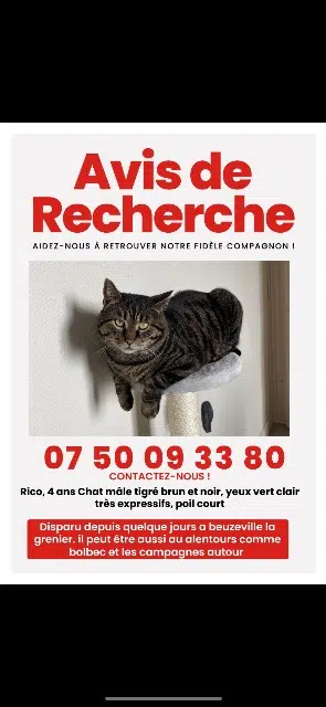chat lost   76210 Beuzeville-la-Grenier Rico