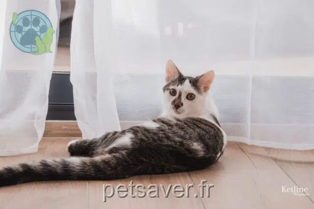 chat lost   76350 Oissel-sur-Seine Rio