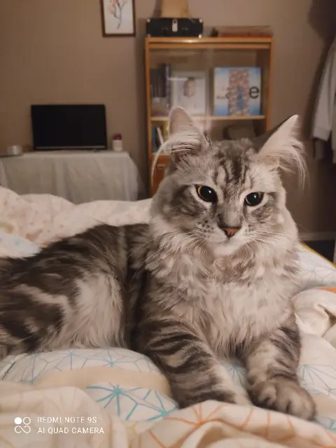 chat lost   76490 Rives-en-Seine Voyou