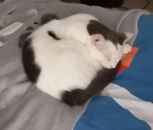 chat lost   76510 Saint-Nicolas-d'Aliermont Ronflex