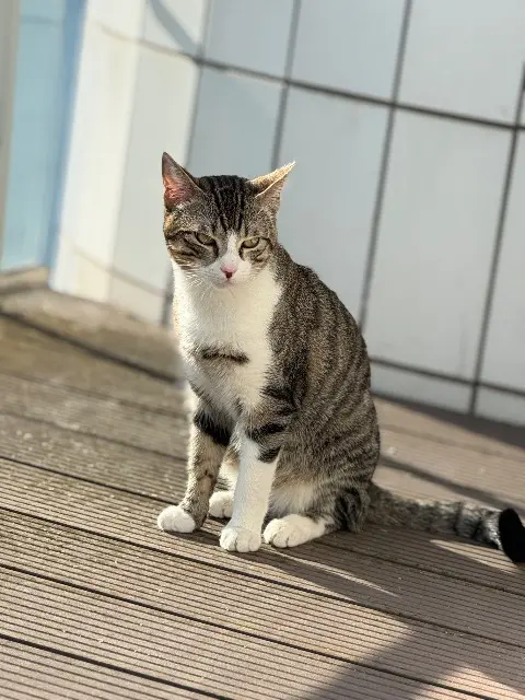 chat lost    Rouen Chaussette
