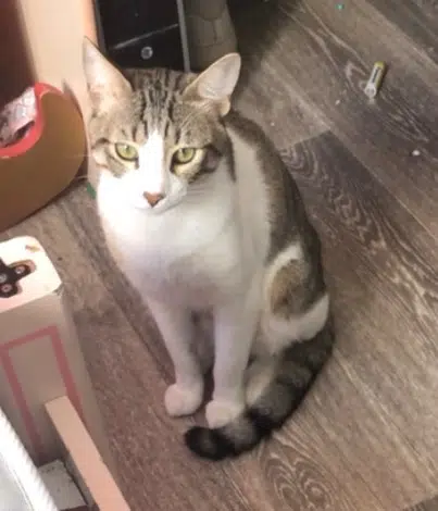 chat lost    Rouen Chimchim