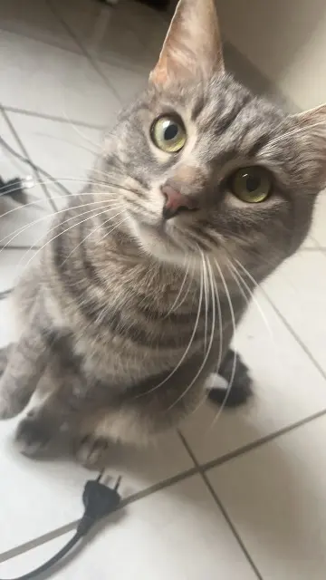 chat lost    Rouen Kush