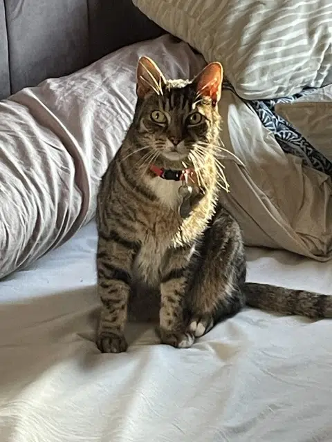 chat lost    Rouen Maki