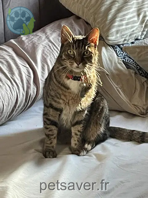 gato perdido Rouen Maki gato lost Rouen Maki