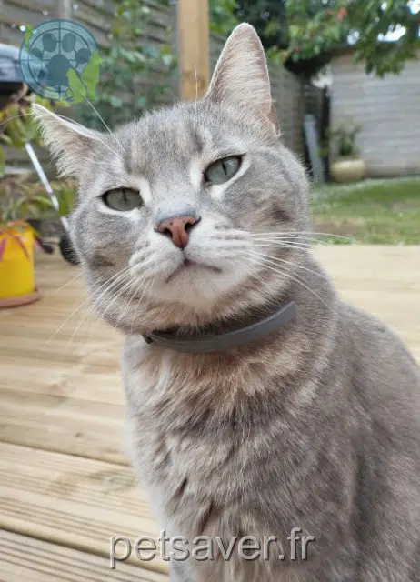 chat lost    Rouen Milo