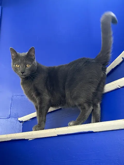 chat lost    Rouen Myo