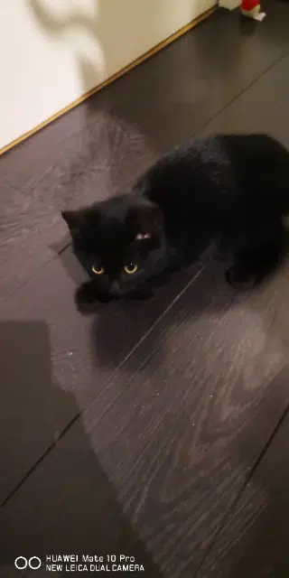 chat lost    Rouen Nyx