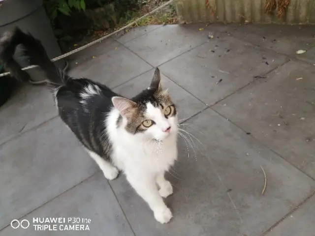gato perdido Rouen Oreo gato lost Rouen Oreo