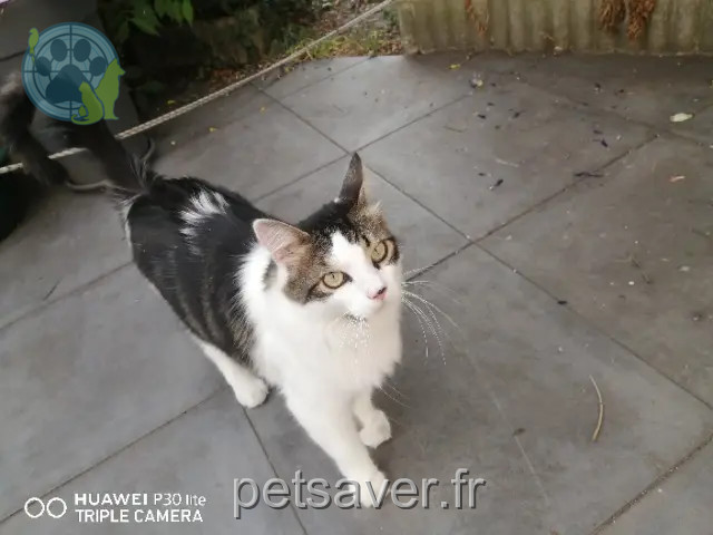 gato perdido Rouen Oreo gato lost Rouen Oreo