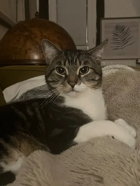 chat lost    Rouen Tokaj