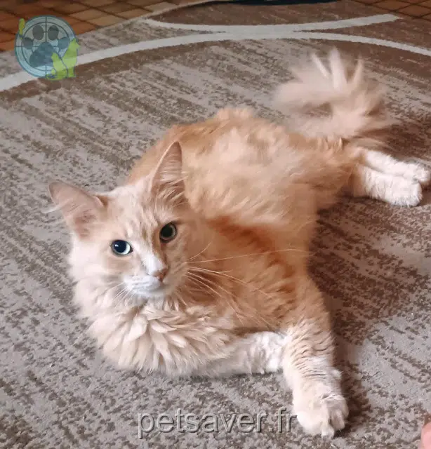 gato lost    Rouen Topaze
