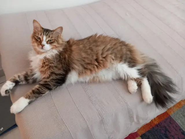 chat lost    Rouen Umai