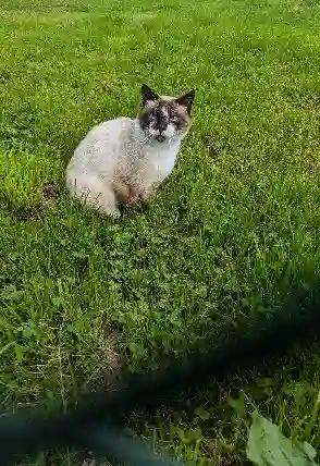 Chat Perdu 76 Seine-Maritime - Rustique