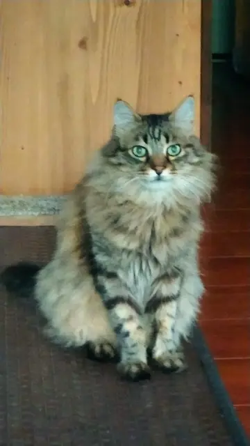 chat lost   76520 Franqueville-Saint-Pierre Rôti