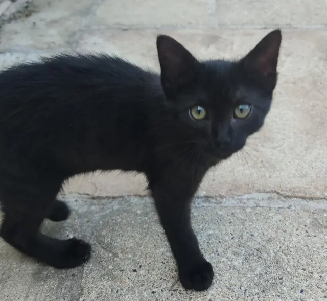 chat lost   76480 Saint-Pierre-de-Varengeville Sagua